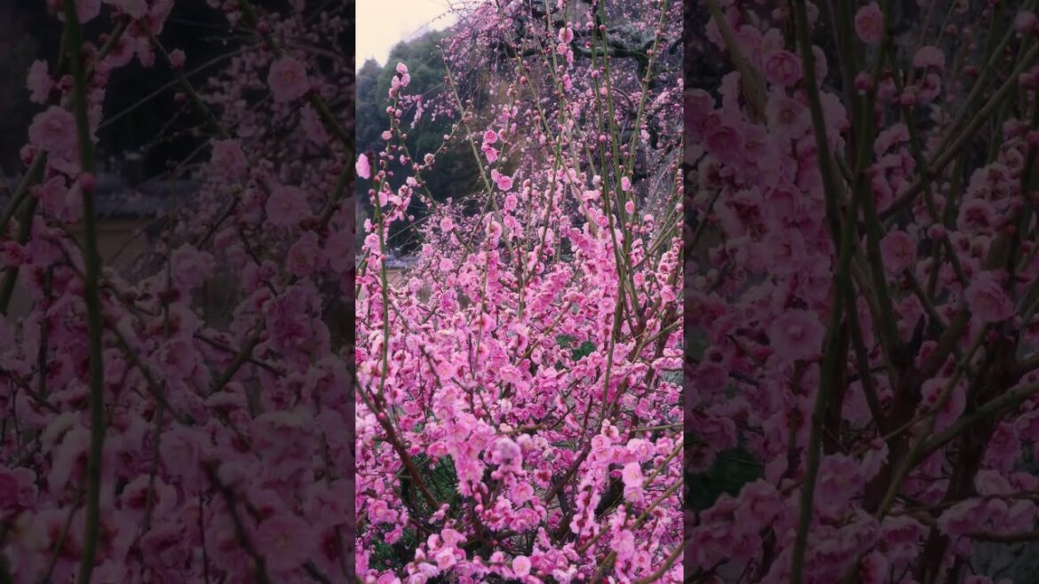 Plum Blossoms at Ashiyagama-no-Sato (芦屋釜の里) in Kitakyushu, Japan Plum Blossoms at Ashiyagama-no-Sato (芦屋釜の里) in Kitakyushu, Japan