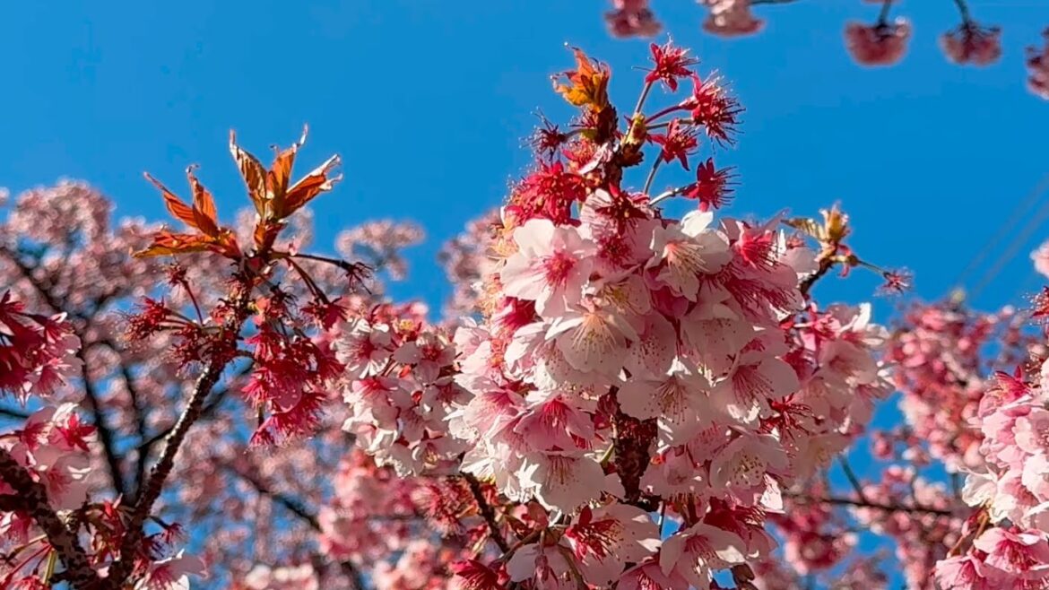 Japan Feb 2025