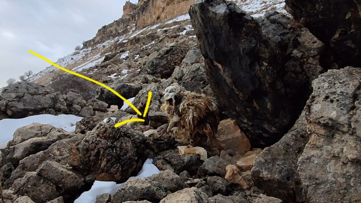 Amazing moments of finding a wild baby in  Zagros Iran. #Like #Subscribe