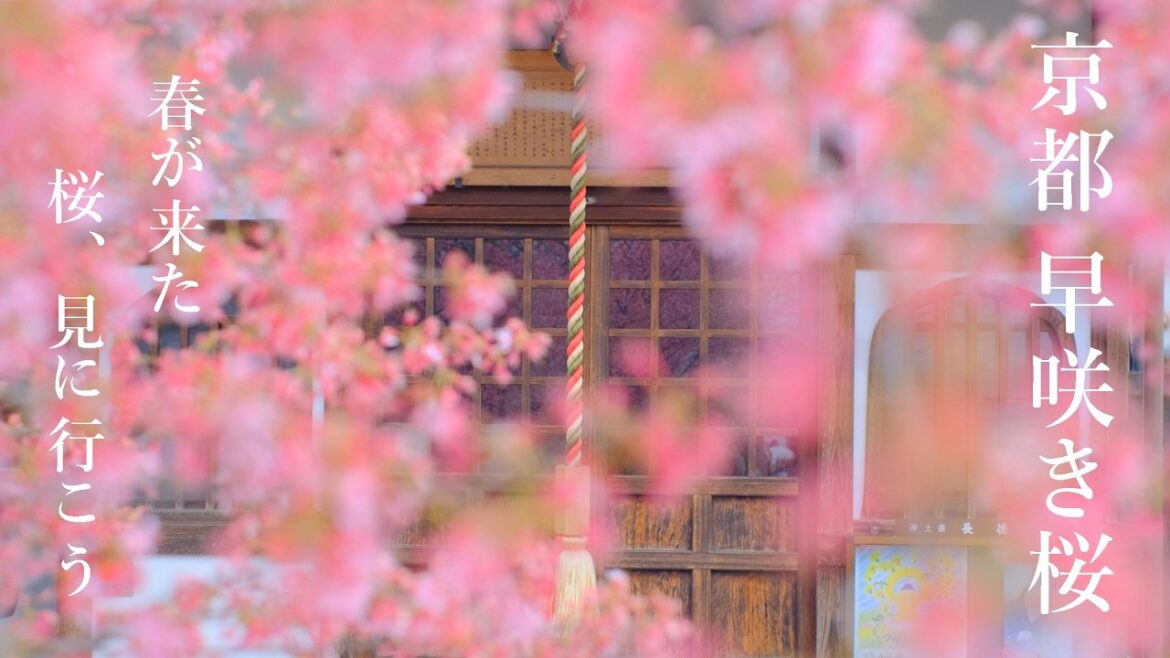 一足早くお花見気分： 京都・早咲きの桜名所35選