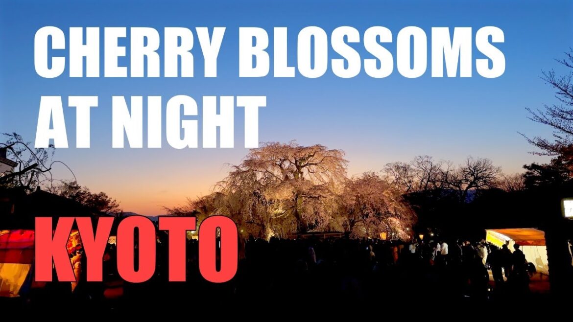 Night cherry blossoms in Kyoto, Maruyama Park & Gion Shirakawa