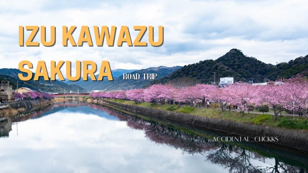 Izu Kawazu Sakura : Road Trip
