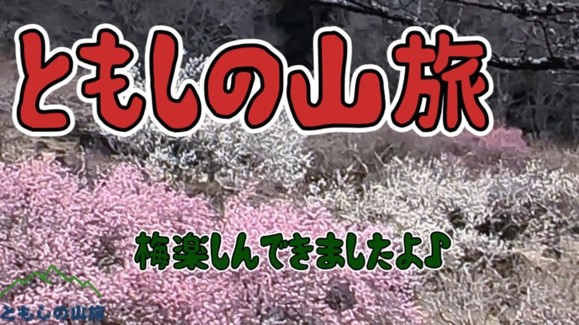 【筑波山】梅楽しんできましたよ♪