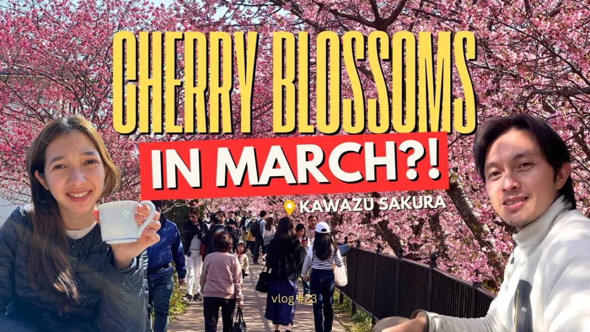 See Japan’s First Cherry Blossoms! 🌸 Kawazu Sakura Travel Guide 2025