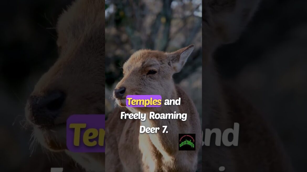 Best 10 Tourist Destinations in Japan: A Journey to the Future and Traditions! Best 10 Tourist Destinations in Japan: A Journey to the Future and Traditions!