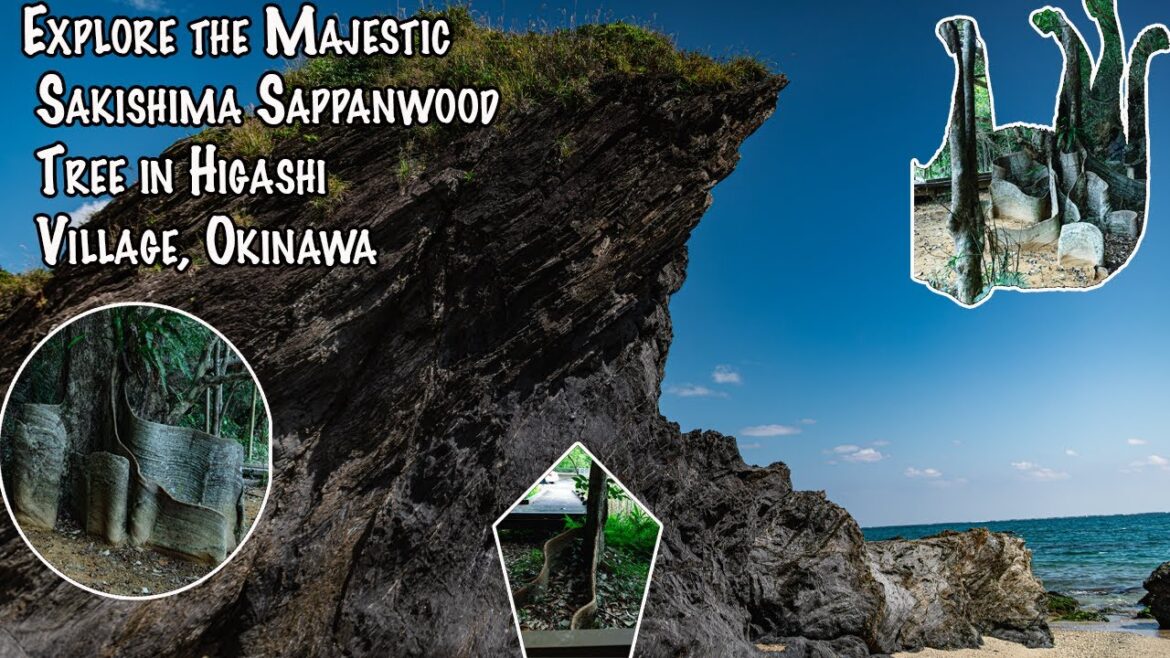 Explore the Majestic Sakishima Sappanwood Tree in Higashi Village, Okinawa