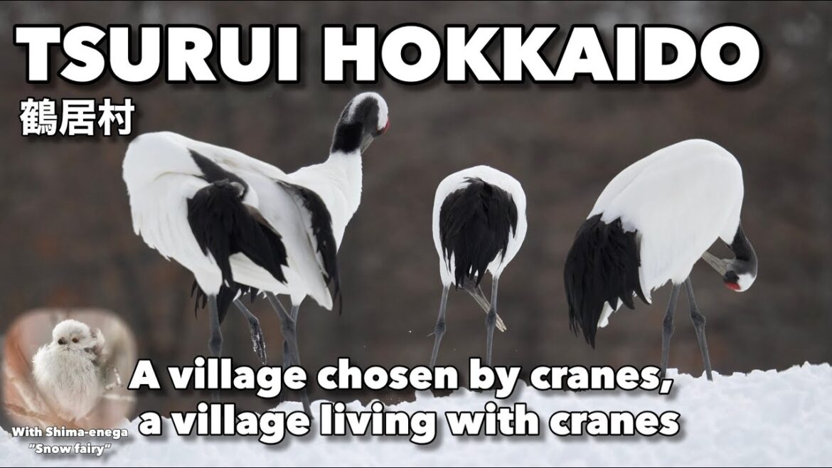 Tsurui Hokkaido – Japan’s most beautiful village chosen by cranes Tsurui Hokkaido - Japan’s most beautiful village chosen by cranes