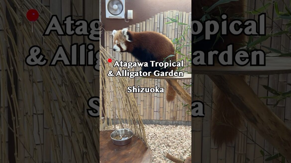 ππΊAtagawa Tropical & Alligator Garden β Shizuoka (η±ε·γγγγ―γε β ι岑) ππΊAtagawa Tropical & Alligator Garden β Shizuoka (η±ε·γγγγ―γε β ι岑)