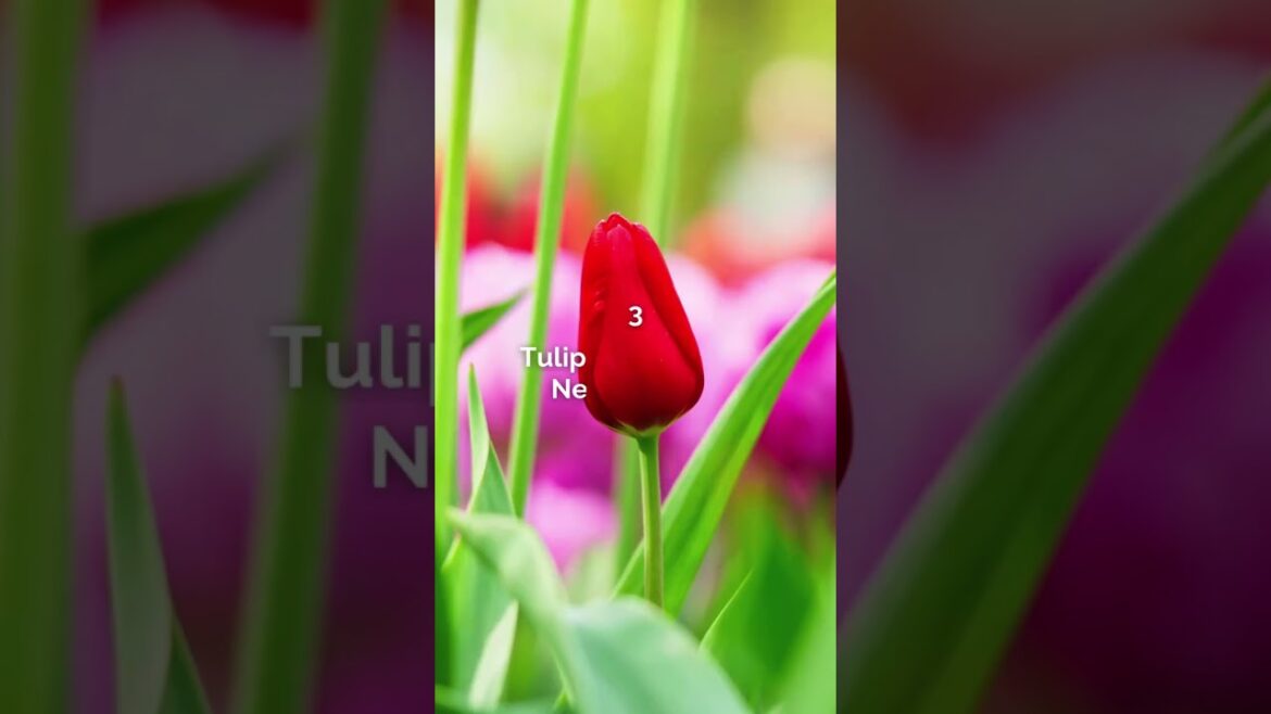 🌸 3 Destinations to Bloom This Spring