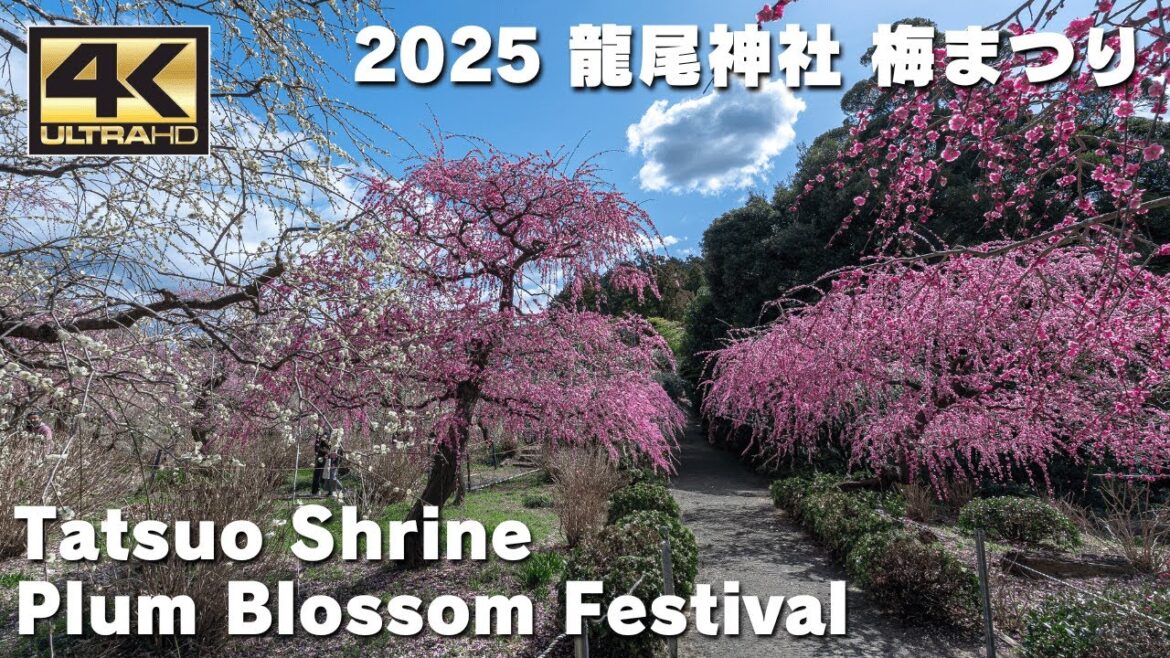2025年 龍尾神社 梅まつり / Tatsuo Shrine, Plum Blossom Festival / Walking tour / Japan / DJI Osmo Pocket 3 2025年 龍尾神社 梅まつり / Tatsuo Shrine, Plum Blossom Festival / Walking tour / Japan / DJI Osmo Pocket 3
