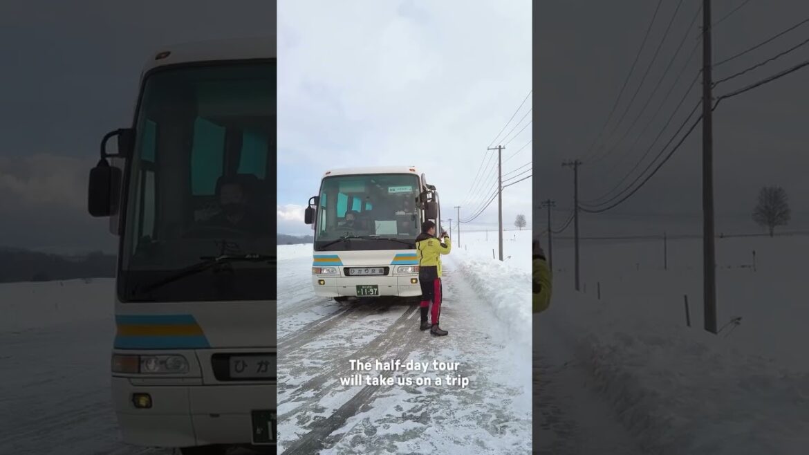 Explore Biei without a car? No Problem! Just hop on a train, sit back, relax, and soak in the views!