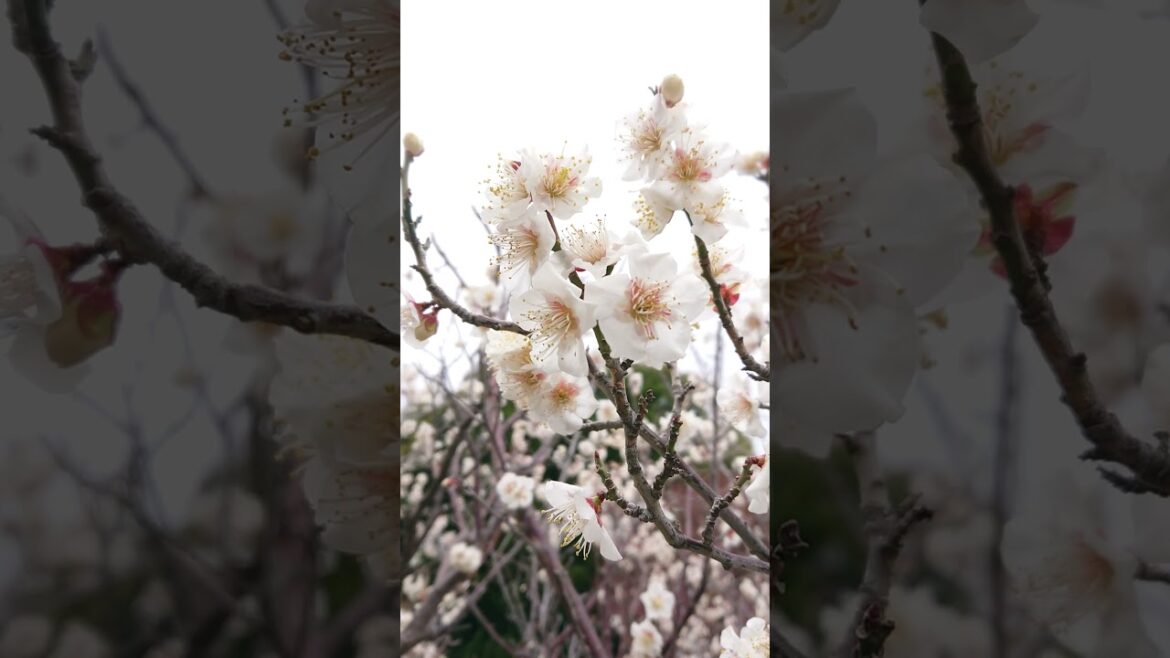 🌳Okamoto Plum Blossom Park in Kobe