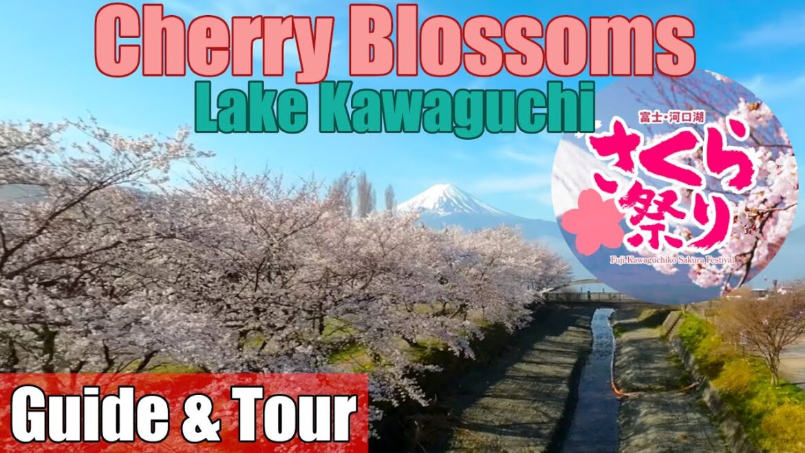 Lake Kawaguchi Cherry Blossoms Walk & Fly Tour