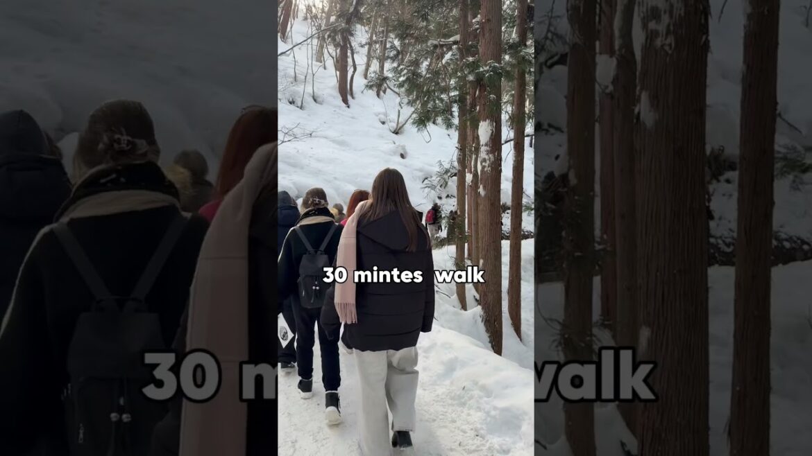 Backstage of snow monkey park in Nagano Japan