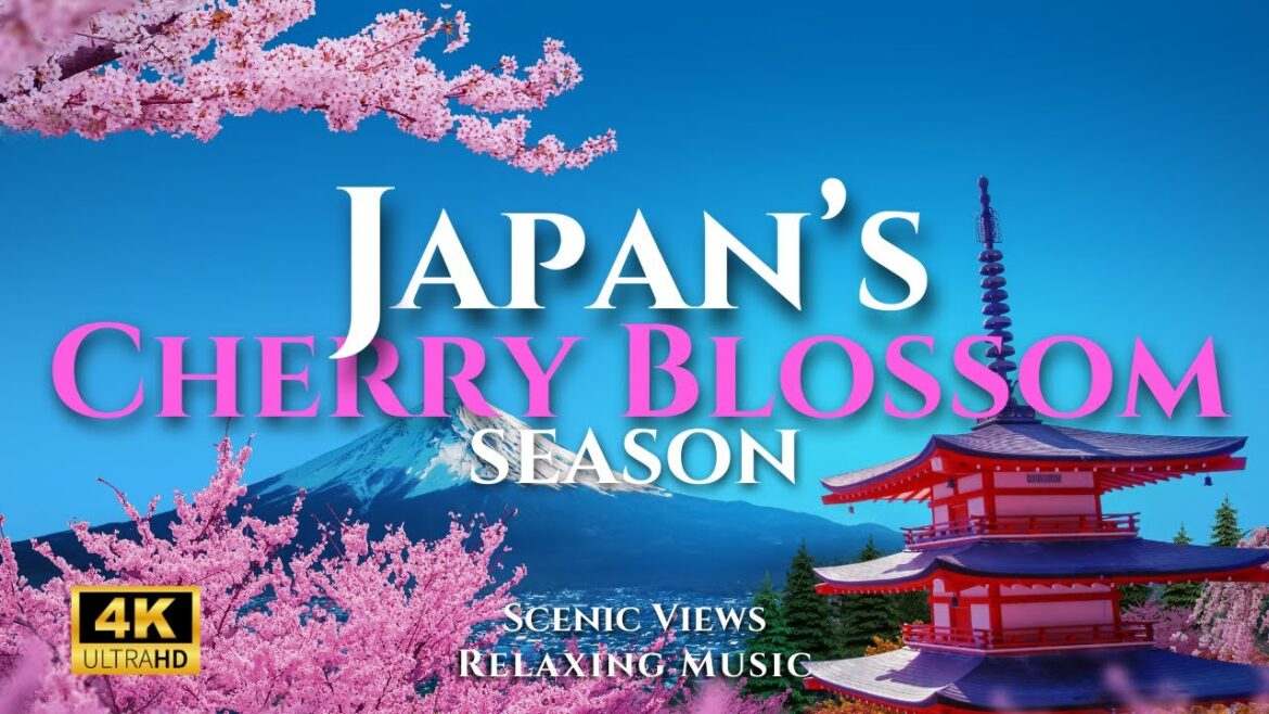 Japan's Cherry Blossom Season From Above 🌸🇯🇵 | Breathtaking 4K Views of Sakura in Full Bloom