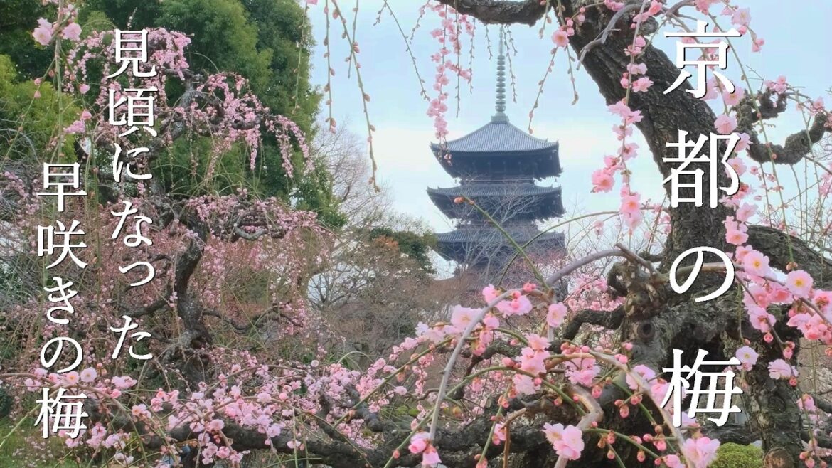 古都を彩る 春色の満開の梅景色2025 | 東寺 | 智積院 | 興正寺 | 梅小路公園 |