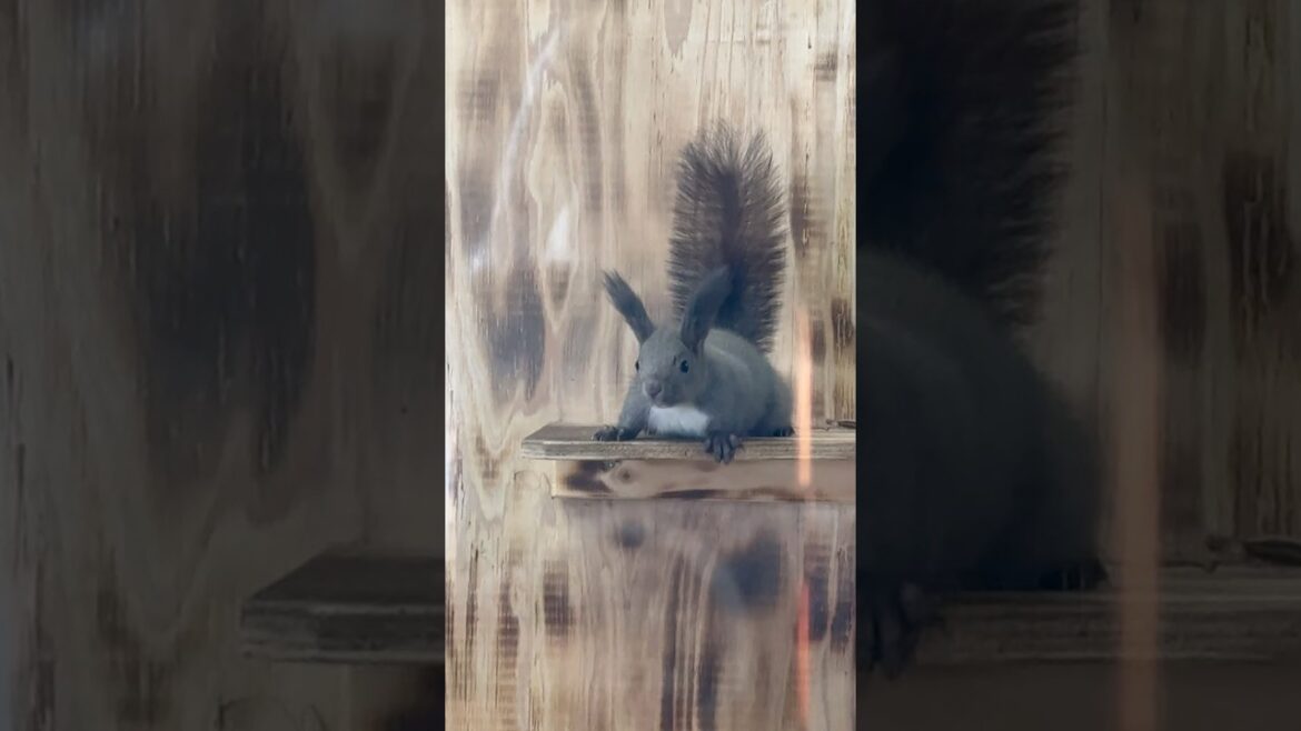 🇯🇵Look at this kawaii squirrel 🐿️ #hokkaido #japan #travel