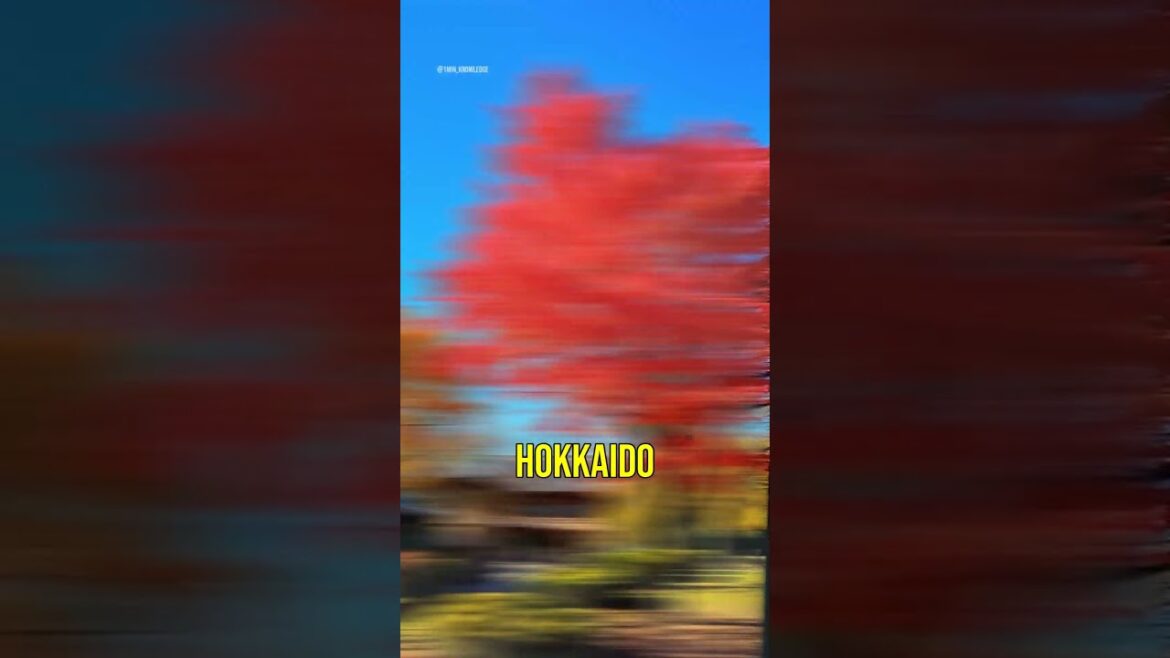 #1 Discover Japan's Most Comfortable Season: Autumn! 🍁 #43 #japan #travel #japaneseculture #facts