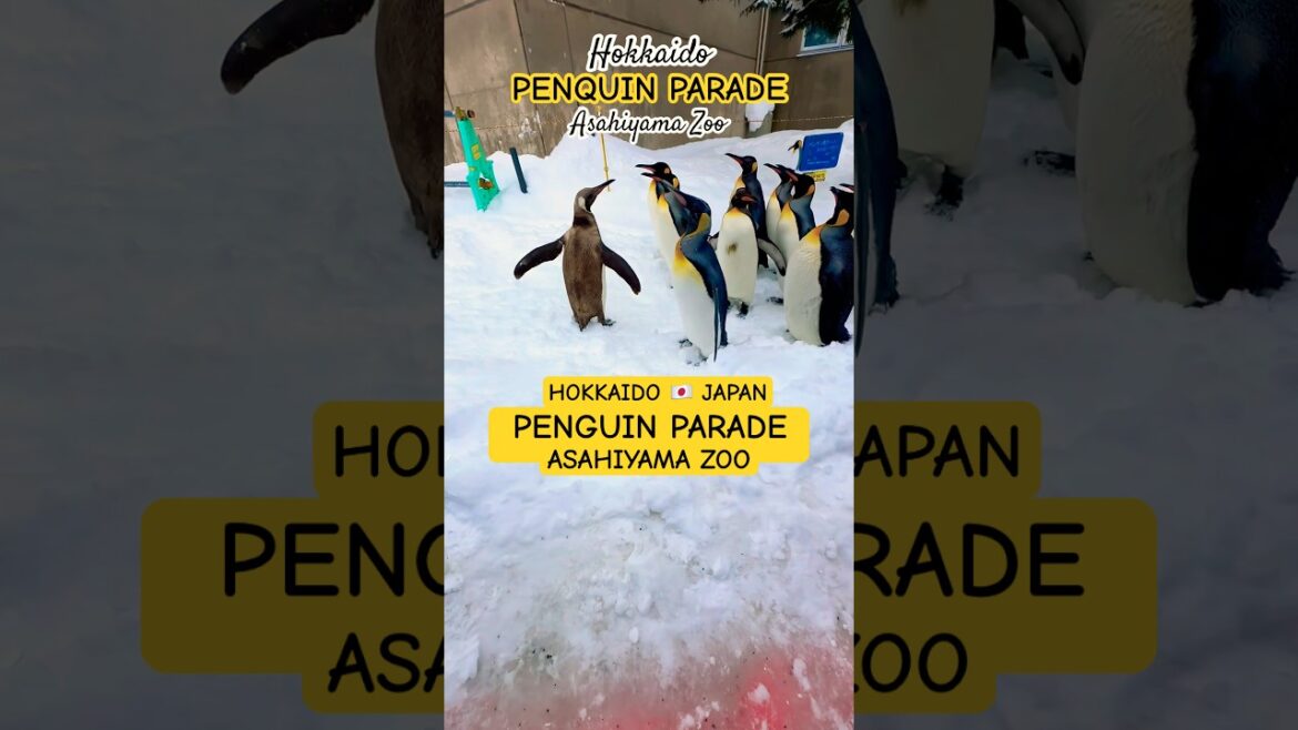 ADORABLE PEGUINS PARADE at ASAHIYAMA ZOO 🇯🇵 Hokkaido Japan