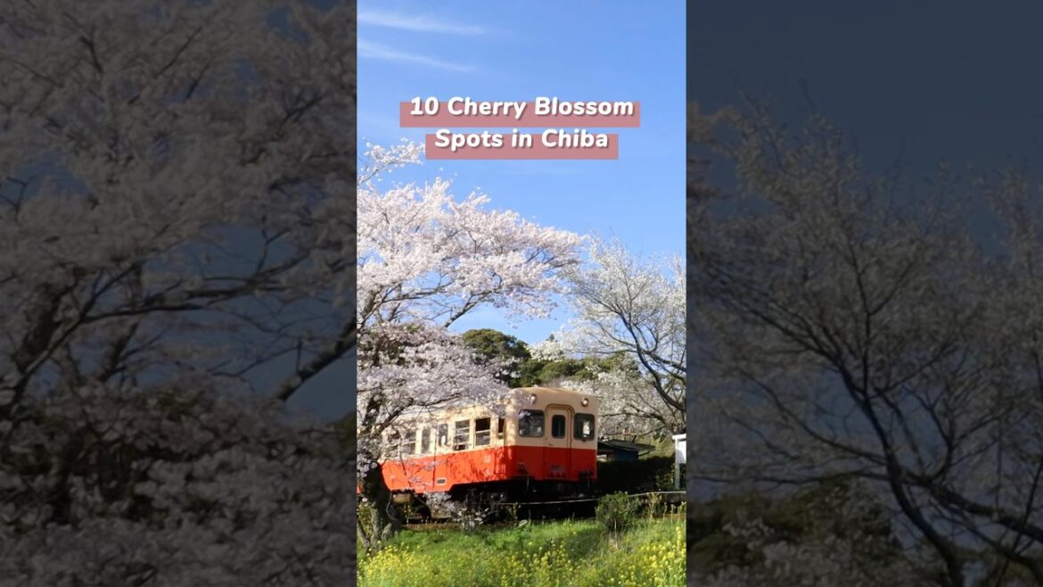 Japanese Cherry Blossoms 🌸