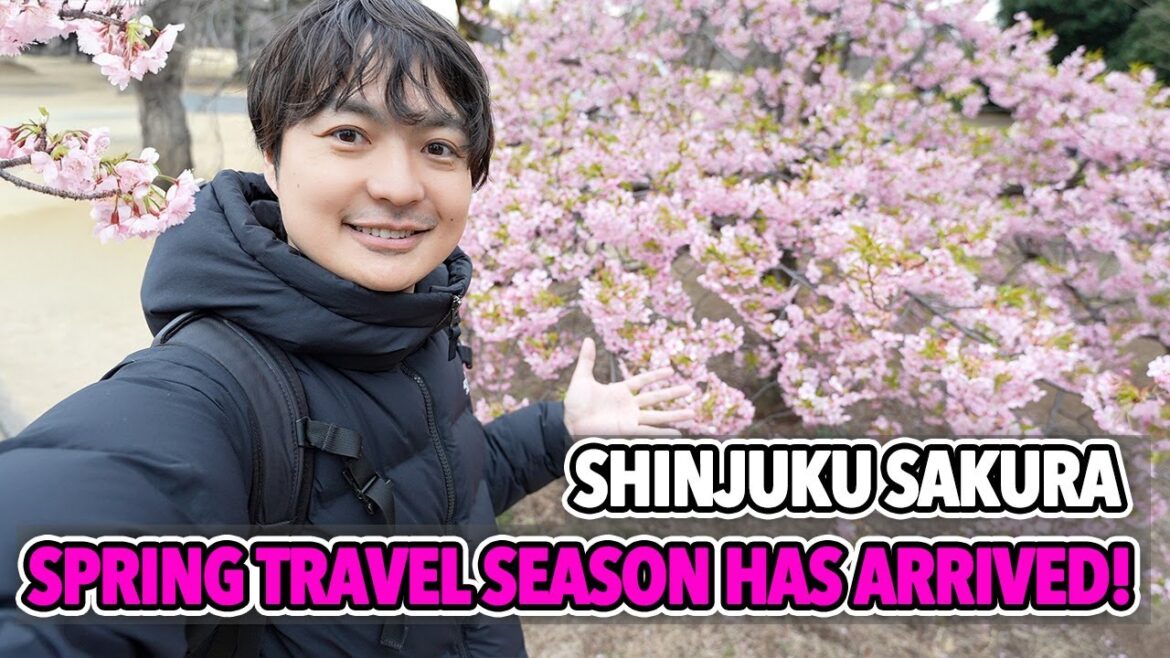 Tokyo Shinjuku Sakura Situation in 2025, Spring Travel Season Has Arrived to Japan Ep.556 Tokyo Shinjuku Sakura Situation in 2025, Spring Travel Season Has Arrived to Japan Ep.556