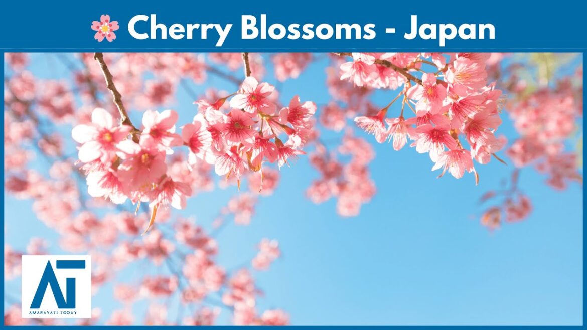 Live: Early Cherry Blossoms in Full Bloom Along Kawazu River | Japan 🌸 Live: Early Cherry Blossoms in Full Bloom Along Kawazu River | Japan 🌸