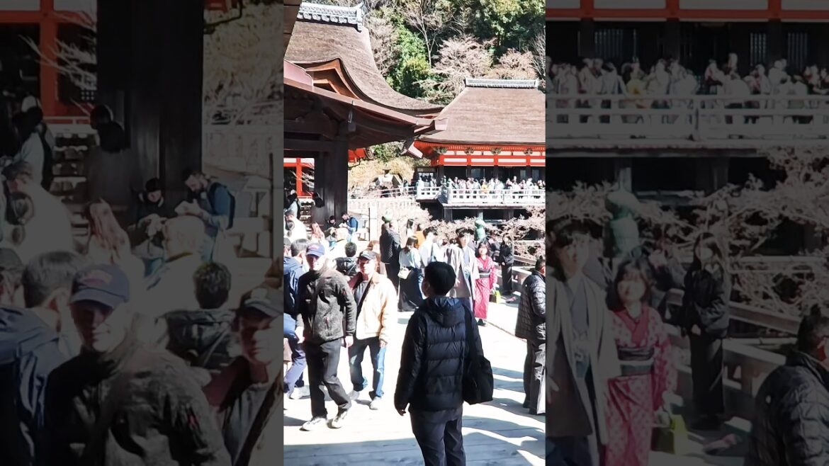 2025年3月9日（日）梅の京都清水寺の人出状況。観光客超大殺到！京都清水寺的人群狀況。大量遊客湧入！Kiyomizu-dera Temple, Kyoto japan.