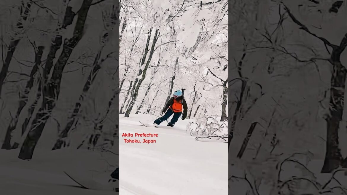 Tiny plane. Big snow. And an Akita 🐕. #tohoku #japan #shorts