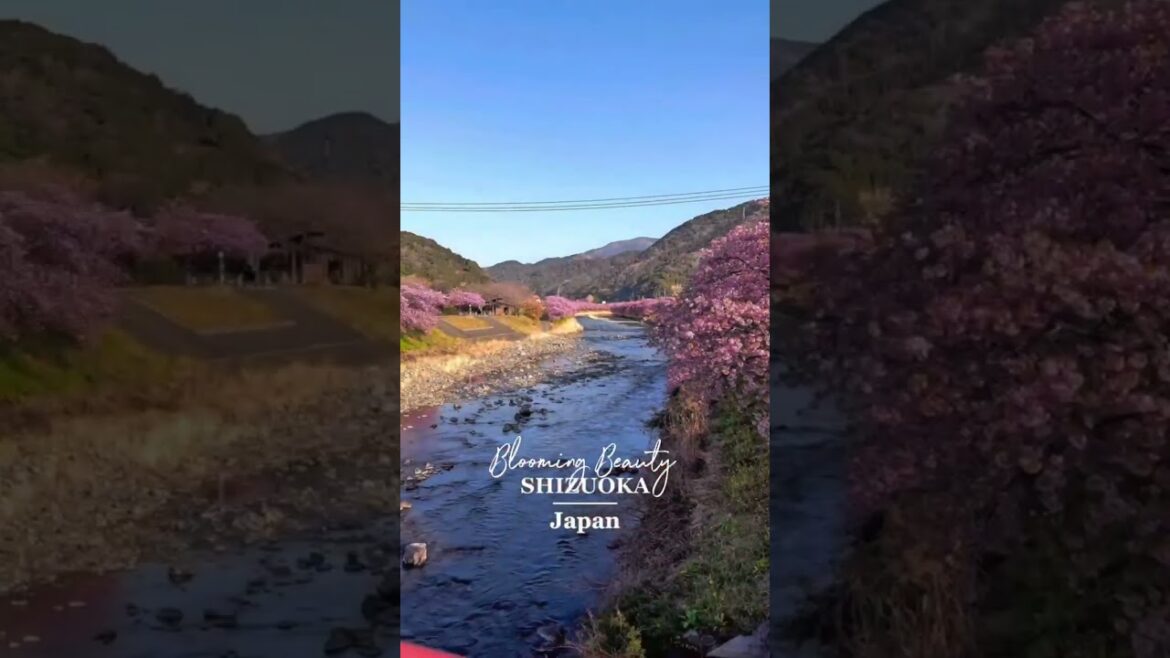 Blooming Beauty – Shizuoka, Japan 🌸