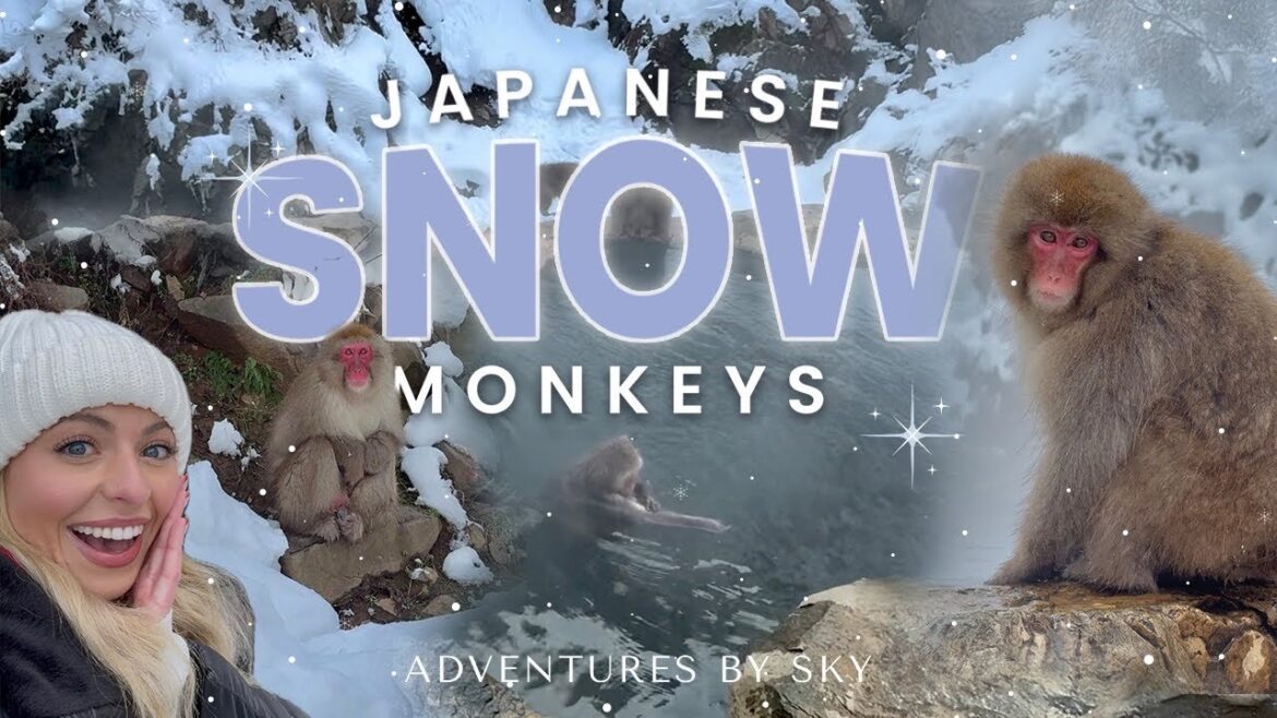 Japanese Snow Monkey Park in Nagano ❄️ 🐵
