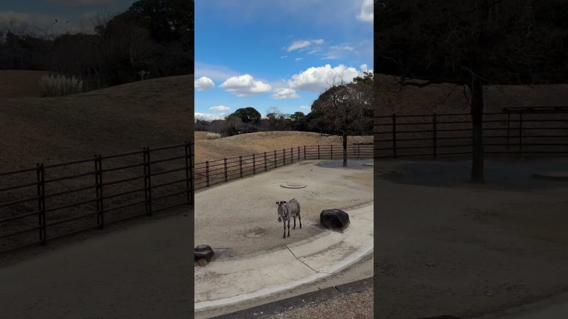 The Zebra and The Ostrich at a Zoo in Chiba. #japan #tokyo #chiba #zoo