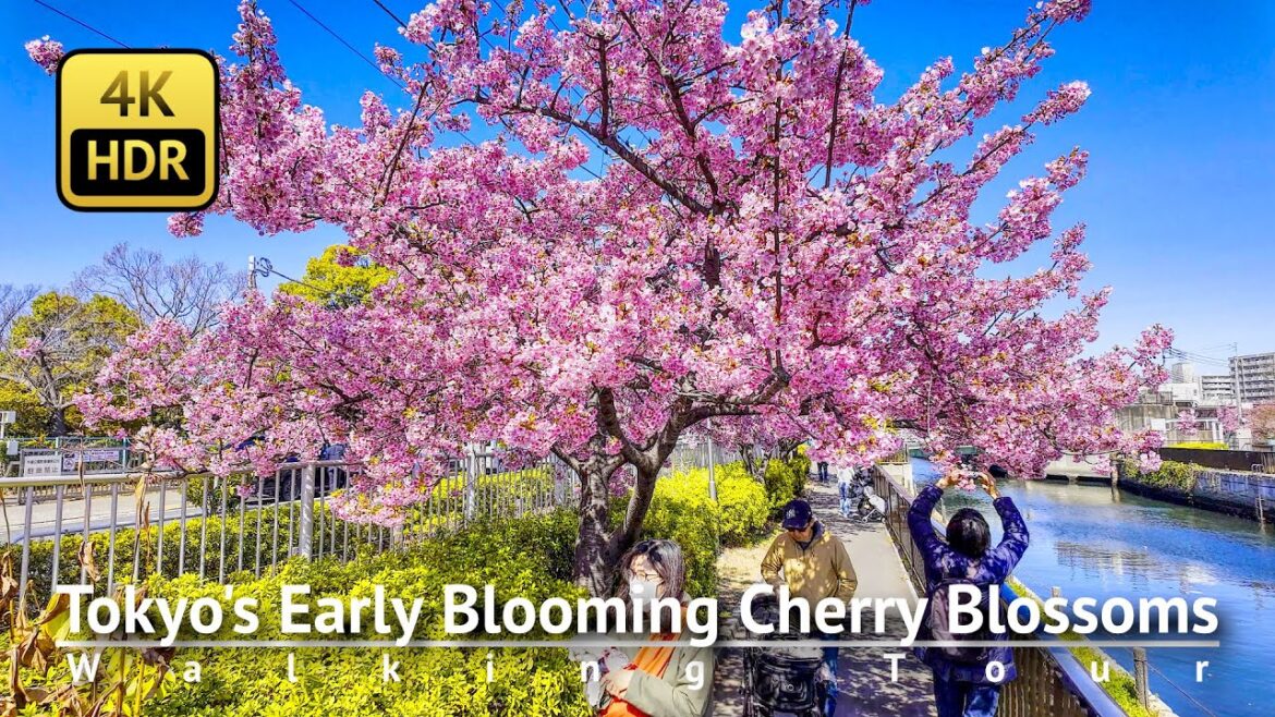 🌸 Tokyo's Early Blooming Cherry Blossoms: Kiba Walking Tour [4K/HDR]