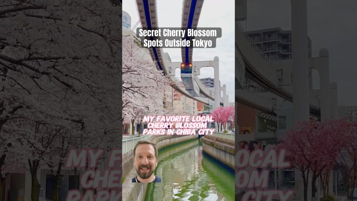 Cherry Blossom Park Recommendations from a Local: Chiba City #japan