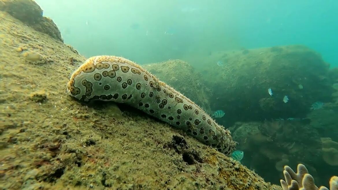 Umisora Park. Okinawa (by Snorkeling Quest)