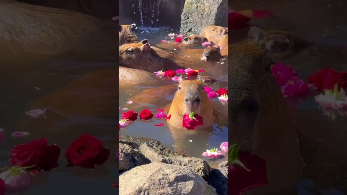 capybara heaven in Shizuoka