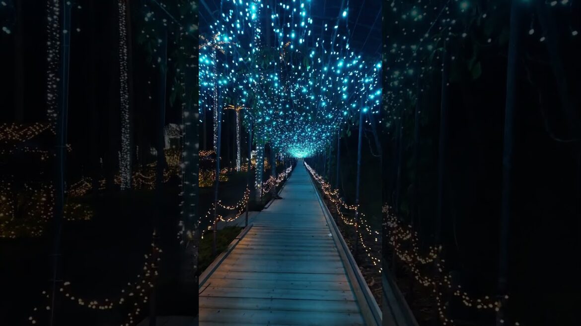 到沖繩旅遊一定要到東南植物樂園去親眼看看如此夢幻的隧道～