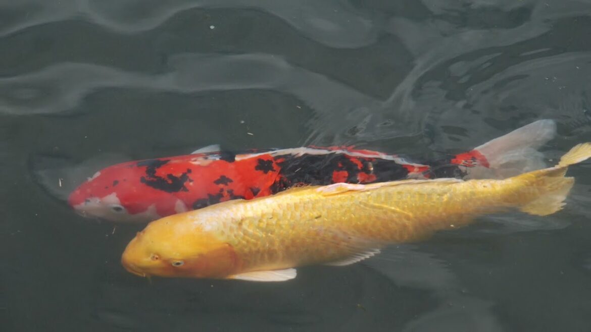 Korakuen Japanese Garden in Okayama in March with Dreaming 432Hz Music for Relaxing and Meditating
