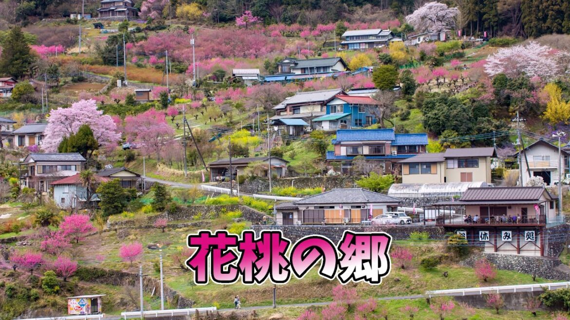 Superb view of spring!!Hanamomo-no-Sato【Higashichichibu Village】/Mitsuba Azalea Garden 【Ogose Town】