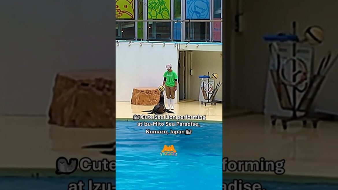 🦭Cute sea lion performing it Izu-Mito Sea Paradise, Numazu, Japan🦭 #japan #japantravel #japanvlog