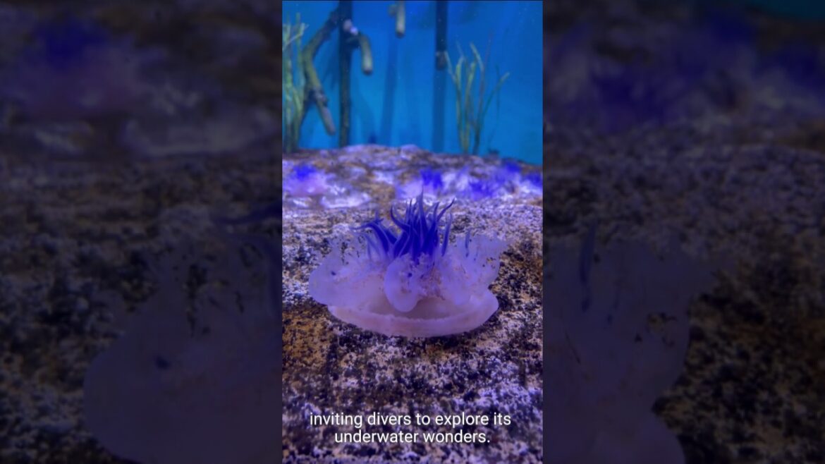 Imagine standing on the edge of the Grand Cany sun set #japanesewildlife #kyoto #myjapan Imagine standing on the edge of the Grand Cany sun set #japanesewildlife #kyoto #myjapan