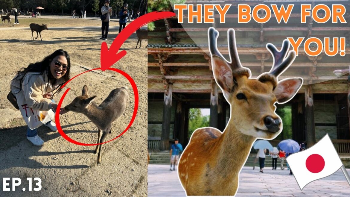 Why You MUST VISIT Nara, Japan! | Lost Lion’s Asia Trip Ep.13 Why You MUST VISIT Nara, Japan! | Lost Lion's Asia Trip Ep.13