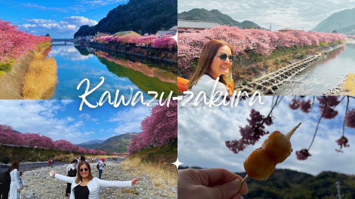 Amazingly beautiful Kawazu-zakura in Shimoda City -Shizuoka Pref | 河津桜の美しさ Amazingly beautiful Kawazu-zakura in Shimoda City -Shizuoka Pref | 河津桜の美しさ