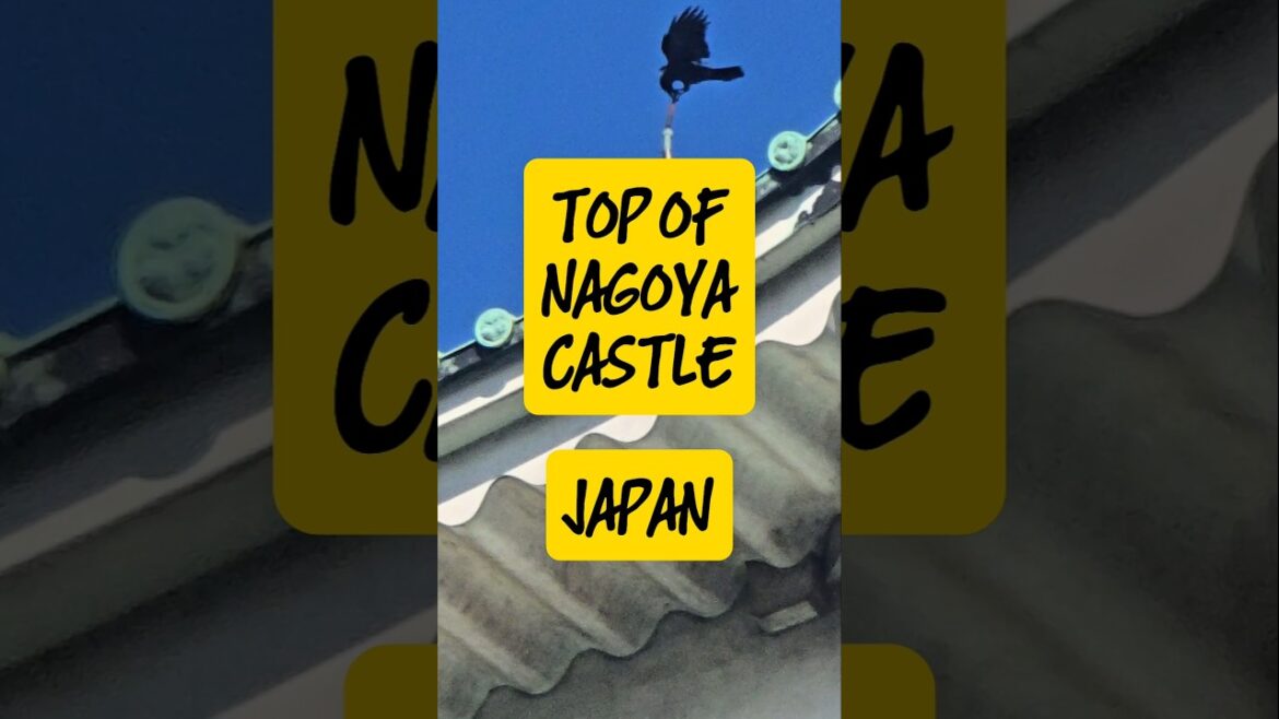 ZOOMING THE TOP OF NAGOYA CASTLE WITH @Samsung S24 ULTRA #shorts #japan #nagoya #samsung