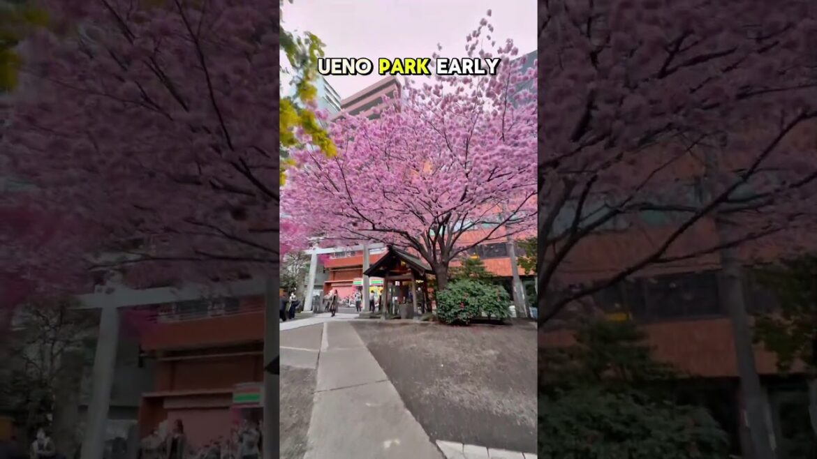 Tokyo’s First Sakura Blooms! 🌸 Early Cherry Blossoms in March 2025