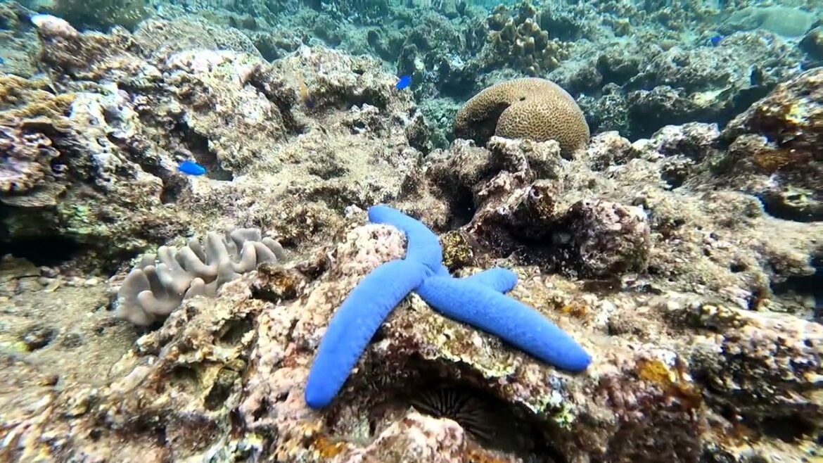 Sunbae Seawall. Okinawa (by Snorkeling Quest)