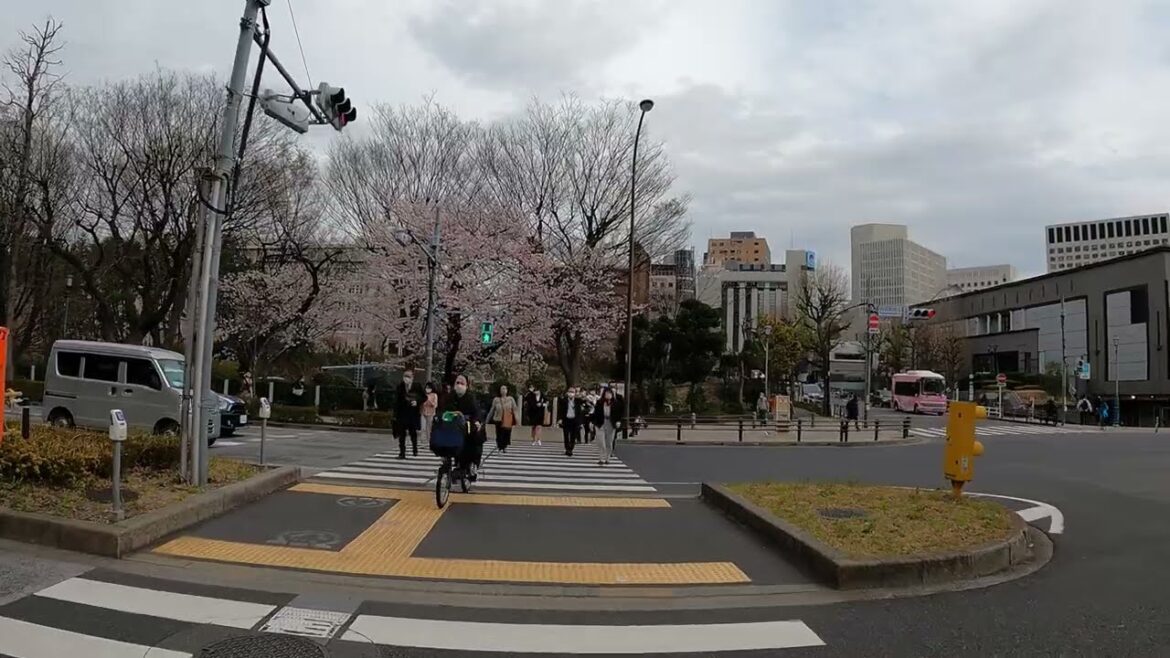 Yotsuya Sakura Walk #1 | Tokyo Spring Exploration | VXT TRAVEL | JAPAN 4K