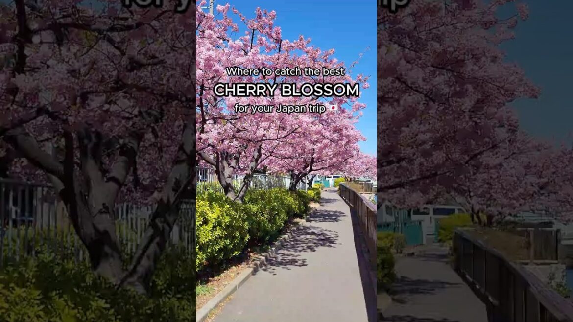 Tokyo, Hokkaido, & Fukuoka - Japan Cherry Blossom Travel Tips for Filipino travelers #travel #japan