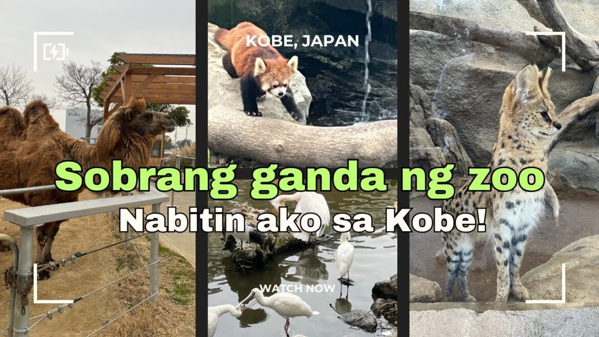 Kobe, Japan (Part 4): Best Zoo Experience at Kobe Animal Kingdom | Sobrang Ganda ng Zoo