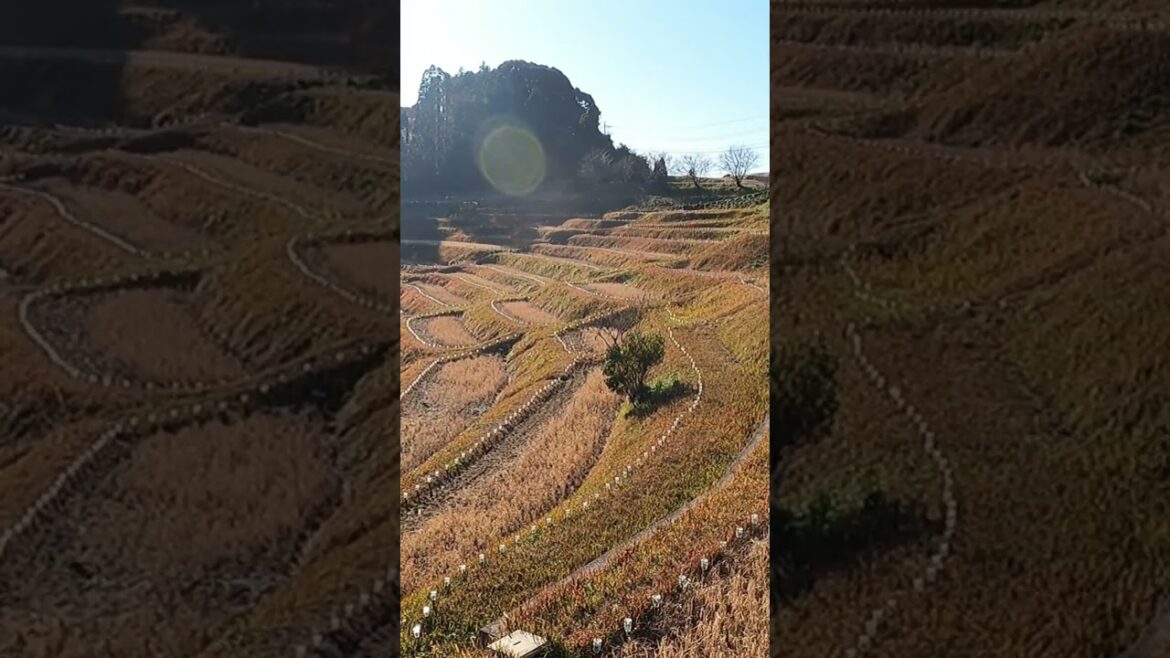 Japan's rice terraces #traveljapan #chiba #nature