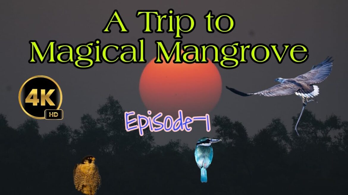 A Trip to Magical Mangrove, Episode-1 A Trip to Magical Mangrove, Episode-1